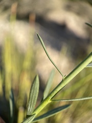 Linum lewisii