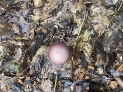 Stropharia rugosoannulata