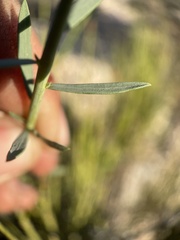 Linum lewisii