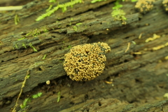 Tubifera