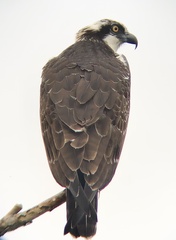 Pandion haliaetus