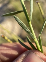 Linum lewisii