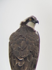 Pandion haliaetus