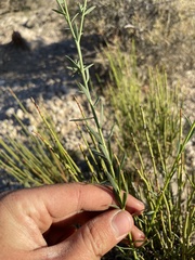 Linum lewisii