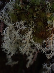 Sphaerophorus tuckermanii