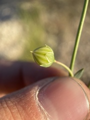 Linum lewisii