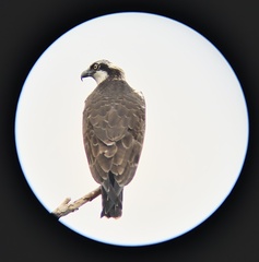 Pandion haliaetus