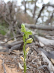 Pterostylis mutica