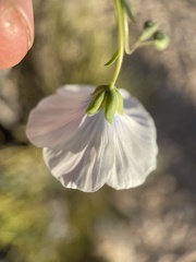 Linum lewisii