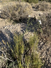 Linum lewisii