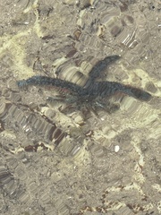 Coscinasterias muricata