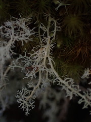 Sphaerophorus tuckermanii