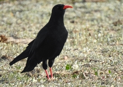 Pyrrhocorax pyrrhocorax erythroramphos