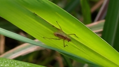 Conocephalus maculatus