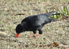 Pyrrhocorax pyrrhocorax erythroramphos