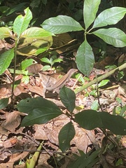 Pholidoscelis exsul