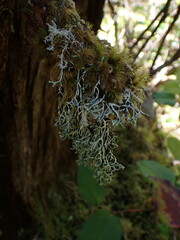 Hypogymnia duplicata