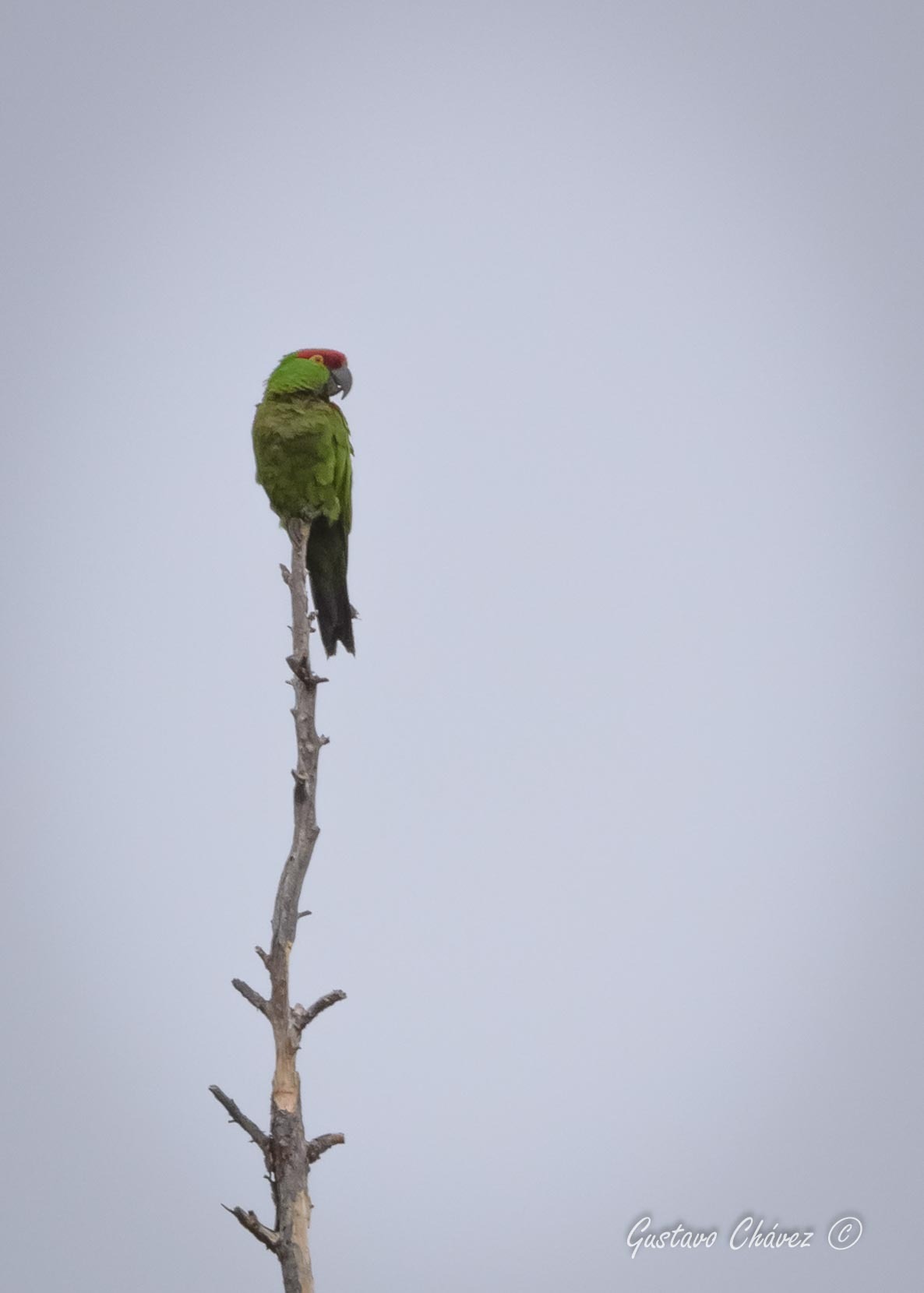Thick-billed Parrot (Rhynchopsitta pachyrhyncha)