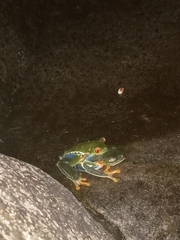 Agalychnis callidryas