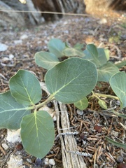 Mirabilis multiflora