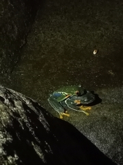 Agalychnis callidryas