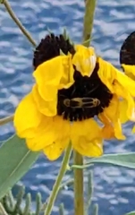 Chauliognathus omissus