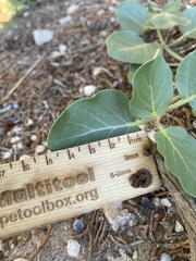 Mirabilis multiflora