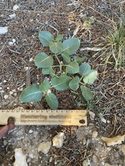 Mirabilis multiflora