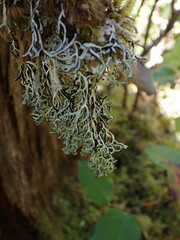 Hypogymnia duplicata