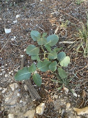 Mirabilis multiflora