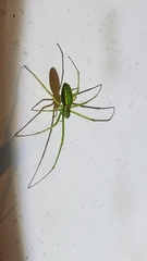 Tetragnatha viridis