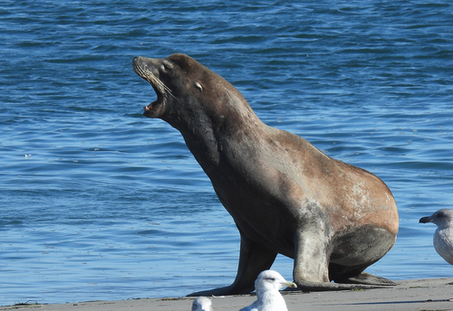 California Sea Lion photographed in Oregon