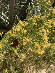 Ericameria paniculata