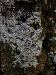 Icmadophila ericetorum