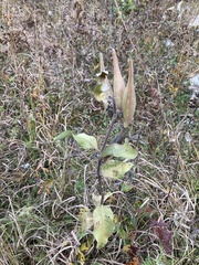 Asclepias viridiflora
