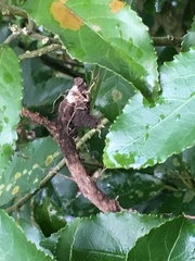 Melicytus ramiflorus