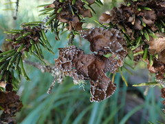 Lobaria anomala