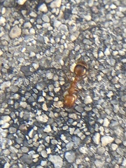 Solenopsis geminata