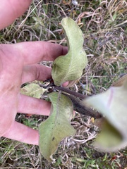 Asclepias viridiflora