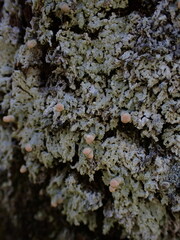 Icmadophila ericetorum