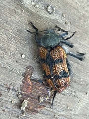Astylus trifasciatus