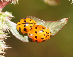 Harmonia octomaculata