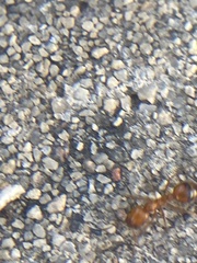 Solenopsis geminata