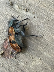 Astylus trifasciatus