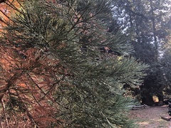 Sequoiadendron