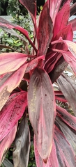 Cordyline fruticosa