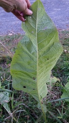 Inula racemosa