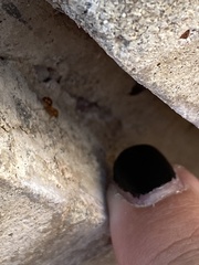 Solenopsis geminata