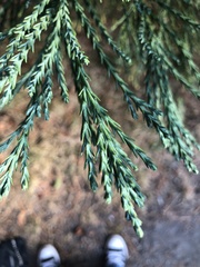 Sequoiadendron