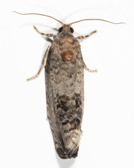 Pseudosciaphila duplex